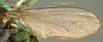 Media type: image;   Entomology 12945 Aspect: wing